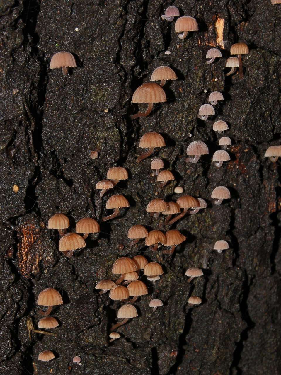 Mycena meliigena